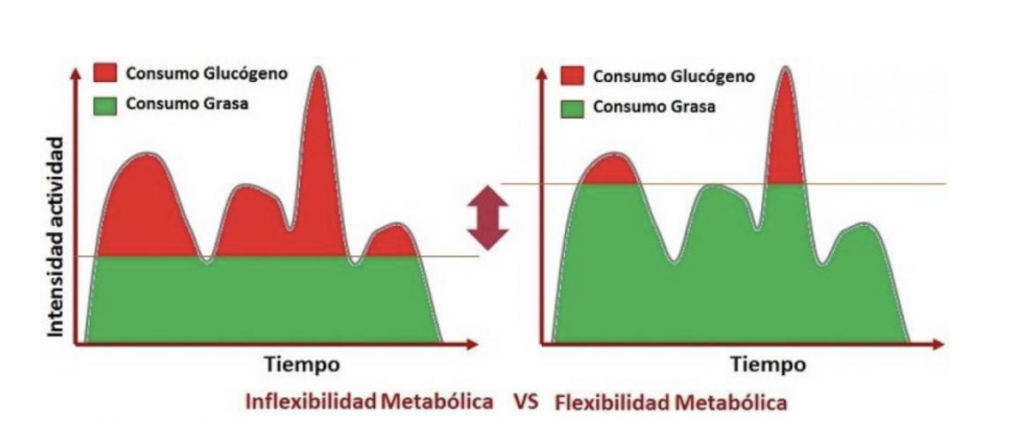 flexibilidad-metabolica-2