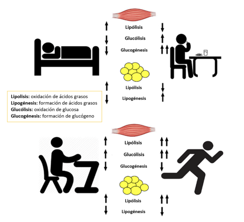 flexibilidad-metabolica-3