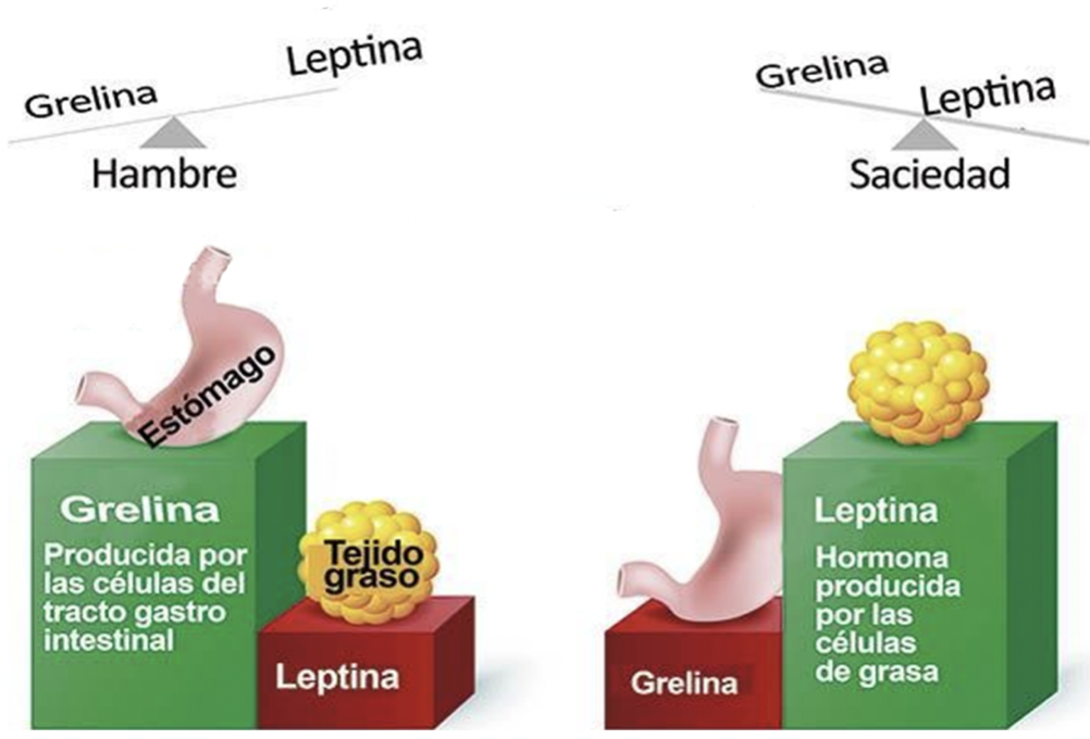 hormonas-apetito-3