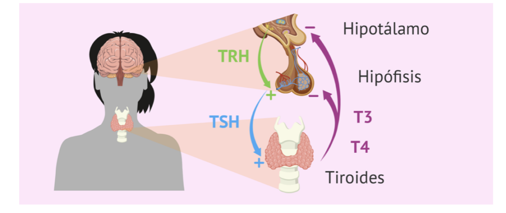 hipotiroidismo-2